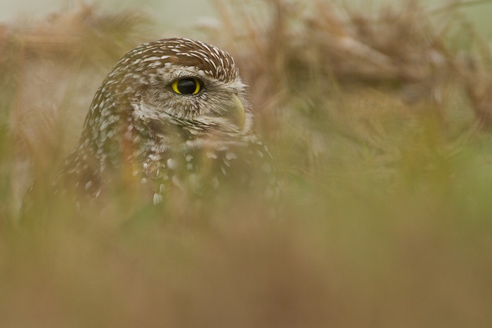 Kaninchenkauz Athene cunicularia Burrowing Owl